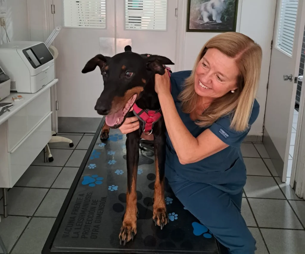 Gemayreina | CENTRO VETERINARIO SAN AGUSTÍN